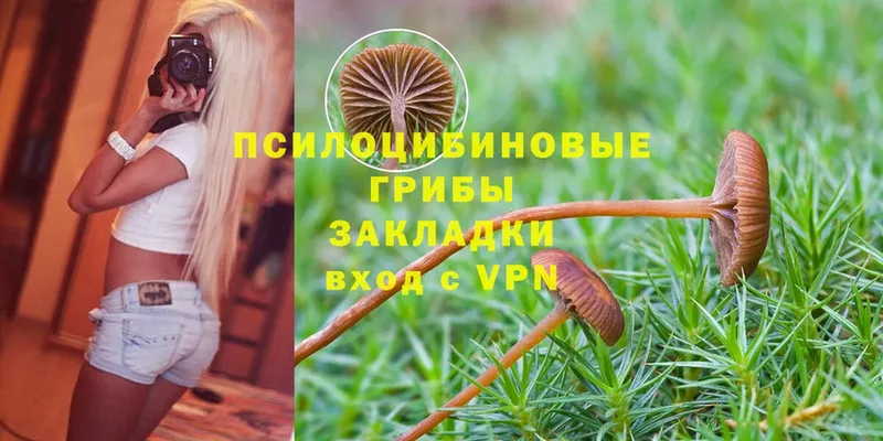 Псилоцибиновые грибы Psilocybe  где найти   Асино 